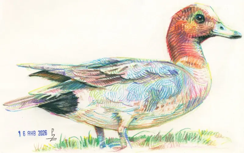 Birds with colored pencils vol.2